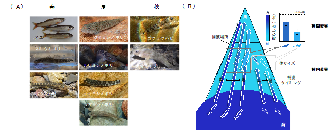 【プレスリリース】海と川を行き来する魚は「海らしさ」を失いながらも海由来の物質を川へ届ける
lifesci.tohoku.ac.jp/date/detail---…
#両側回遊性魚類 #生態系 #海と川の繋がり