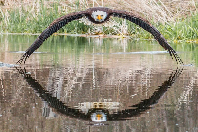 A Bald Eagle named Bruce gives photographer Steve Biro the shot of a lifetime
Steve Biro
