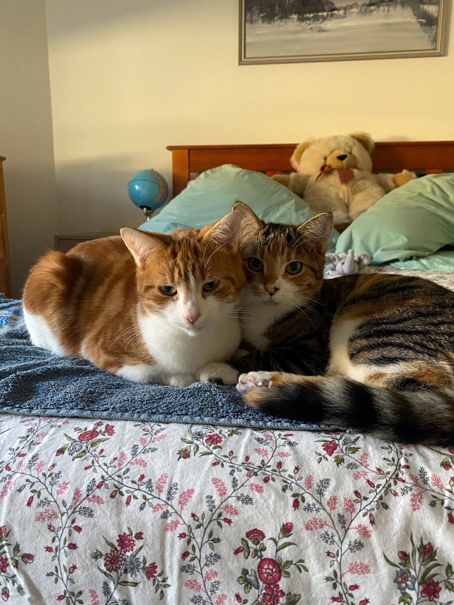 A few weeks ago we introduced you to mother and daughter duo Mila and Mitzy.
They could not bear to be separated so we put them up for an adoption as a bonded pair. It took a while but we are so pleased to kickstart your Friday by letting you know they have been adopted!!!
Their