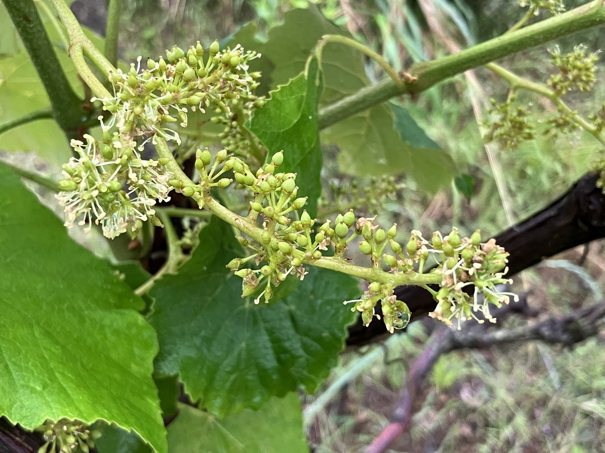 さて、ユースのアジロン種の畑でもぶどうの開花が進んでおります。左右端が開花しています。花びらが無く色もないので初めて見る方は言われないと気がつきません。これでは桜桃のように開花が観光のネタにはなりませんね。