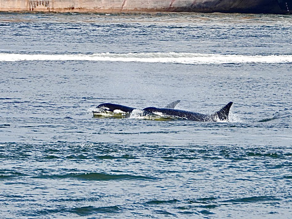 Not a great photo but very excited to see 3 Orcas off Stanley Park, Vancouver.