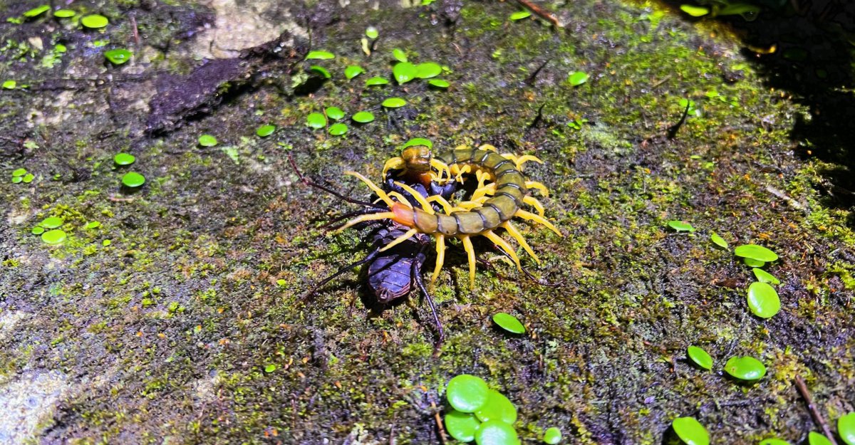 Londonleopa's tweet photo. Titan takedown, in Tokunoshima last night! The Whip scorpion came out on top in this battle we stumbled upon, whilst herping through the mountains. 

#londonleopa 
#bugfights
#centipede
#whipscorpion 
#Invertebrates https://t.co/NvEJRVskKP