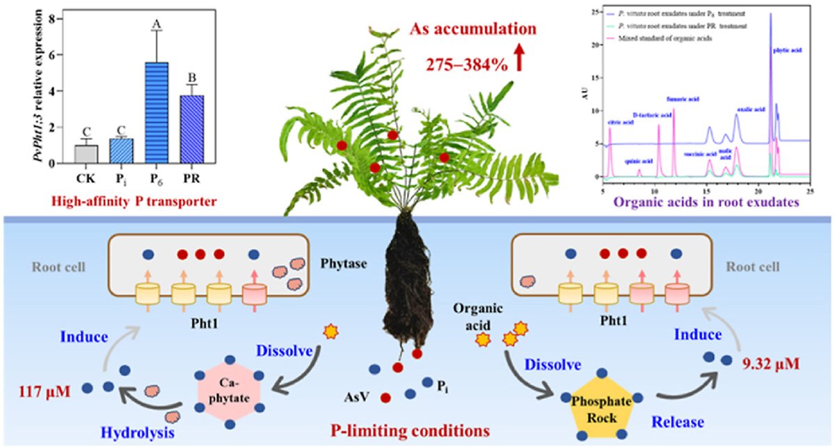 Soil & Environmental Health (@soileh2023) on Twitter photo Editor's Choice: Phosphorus limitation enhances plant growth and arsenic accumulation in As-hyperaccumulator Pteris vittata: Insights from insoluble calcium phytate and phosphate rock <a href="/soileh2023/">Soil & Environmental Health</a> <a href="/ElsevierConnect/">Elsevier</a> <a href="/ELSenviron/">Elsevier Environment</a> <a href="/AbioticStress/">Abiotic stress in plants (Green Survivors)</a> <a href="/danielblac_squ/">Daniel Blackburn</a> <a href="/EcoSenseNow/">Patrick Moore</a> Editor's Choice: Phosphorus limitation enhances plant growth and arsenic accumulation in As-hyperaccumulator Pteris vittata: Insights from insoluble calcium phytate and phosphate rock <a href="/soileh2023/">Soil & Environmental Health</a> <a href="/ElsevierConnect/">Elsevier</a> <a href="/ELSenviron/">Elsevier Environment</a> <a href="/AbioticStress/">Abiotic stress in plants (Green Survivors)</a> <a href="/danielblac_squ/">Daniel Blackburn</a> <a href="/EcoSenseNow/">Patrick Moore</a>
