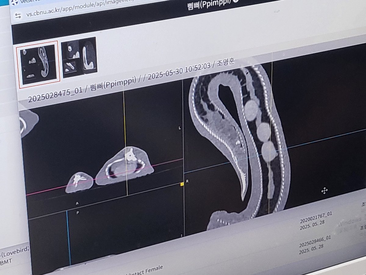 얘들아
....
....... 삠삐 암컷이었대
..........알도 들어있대......
....난 숫놈이라해서 데려온건디

.
...
.............
그리고 별개로 씪씪거리며 숨쉬는건
건강이 나빠서가 아니라
성격이 나빠서래
