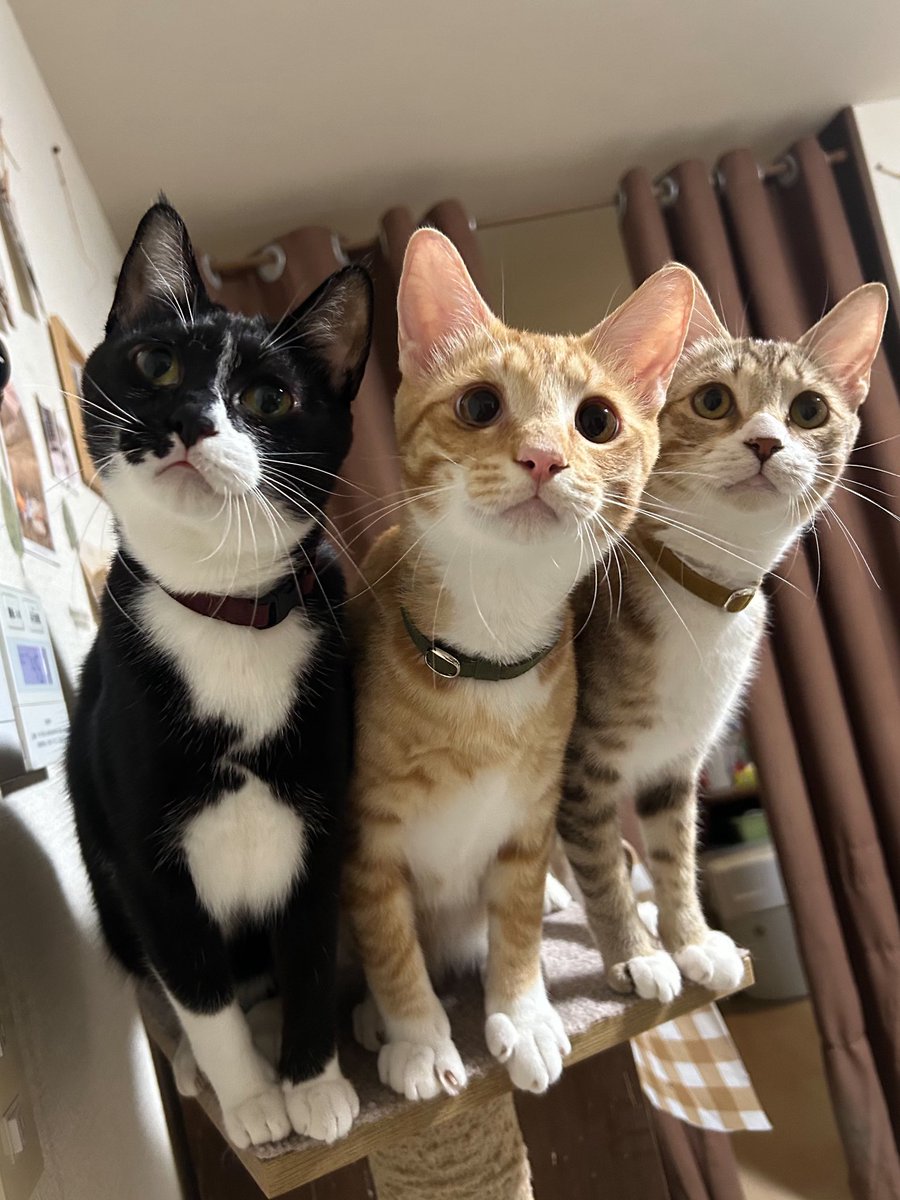 tortoiseshell_9's tweet image. ずずずい