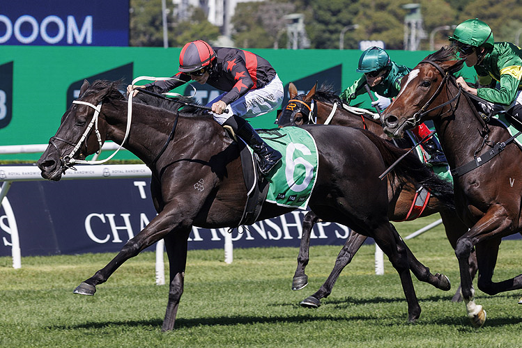 A brother and a '3/4-sister in blood' to former champion mare Verry Elleegant will chase feature wins in different states 24 hours apart this weekend.
racingandsports.com.au/news/bloodstoc…