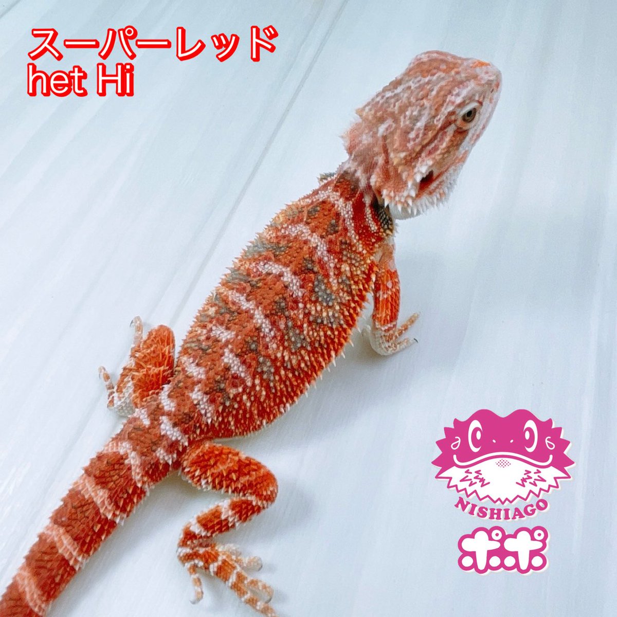 ポポのケージ (@poponocage) / Posts / X