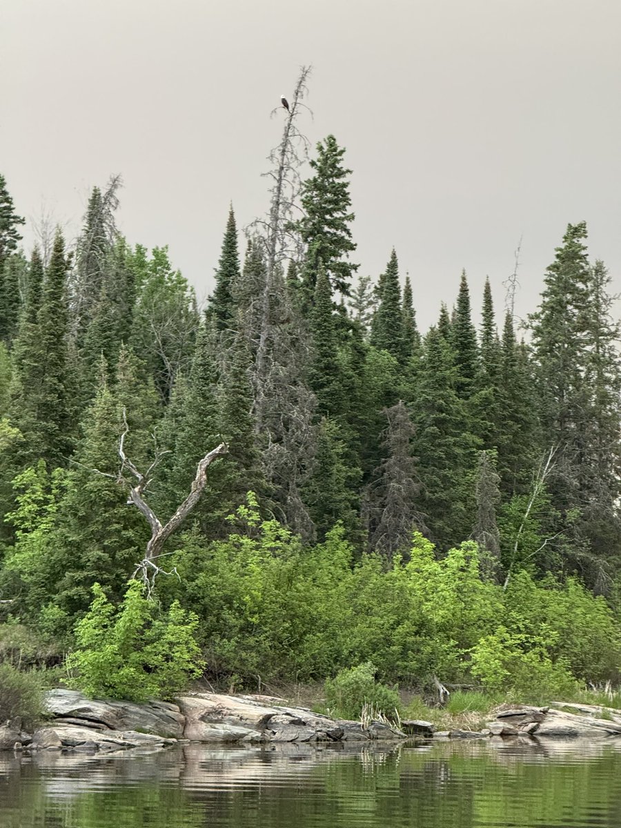 #eagle at Caddy #Lake #haze