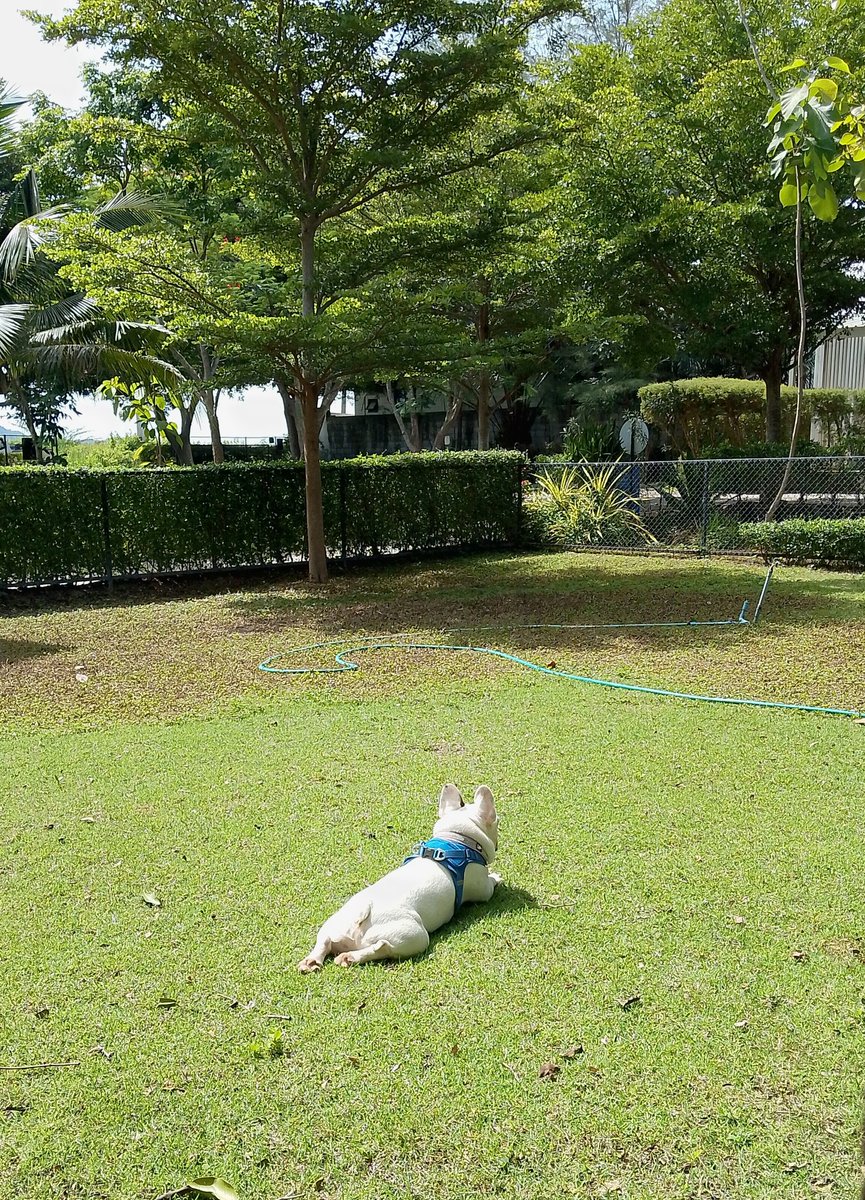 kaebaantuayen's tweet photo. ทอดกายอาบแดดเช้า
แว่วเลิกกั๊กแล้วรักก่อนนะเตง
สายลมเพลงวนก้อง
•
Basking in soft light—
No more games—love me first, Dear,
wind loops the same tune.
•
{°~°}
#ไฮกุ #อิคิไก #เก๋ไฮกุ #Haiku #Ikikai #KayHaiKu https://t.co/urcU0WYyhw