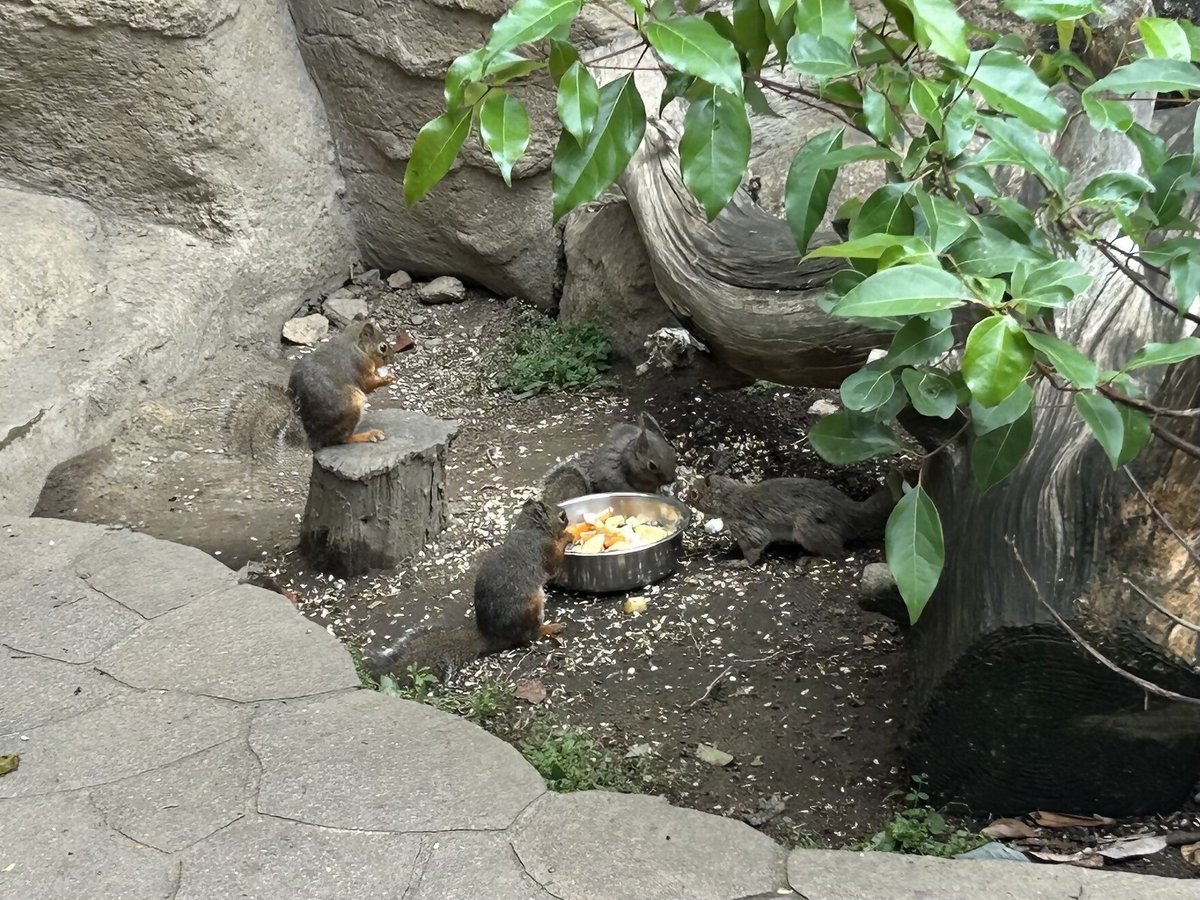 閉鎖中の #リスと小鳥の森

#ニホンリス は今が繁殖期間なのでどのリスも特にモリモリ食べています💪🏻

中には乳首の張っているメスも発見しました。

もしかしたら母リスかもしれません！？

妊娠期間は約40日です。引き続き静かに見守ります。

#王子動物園