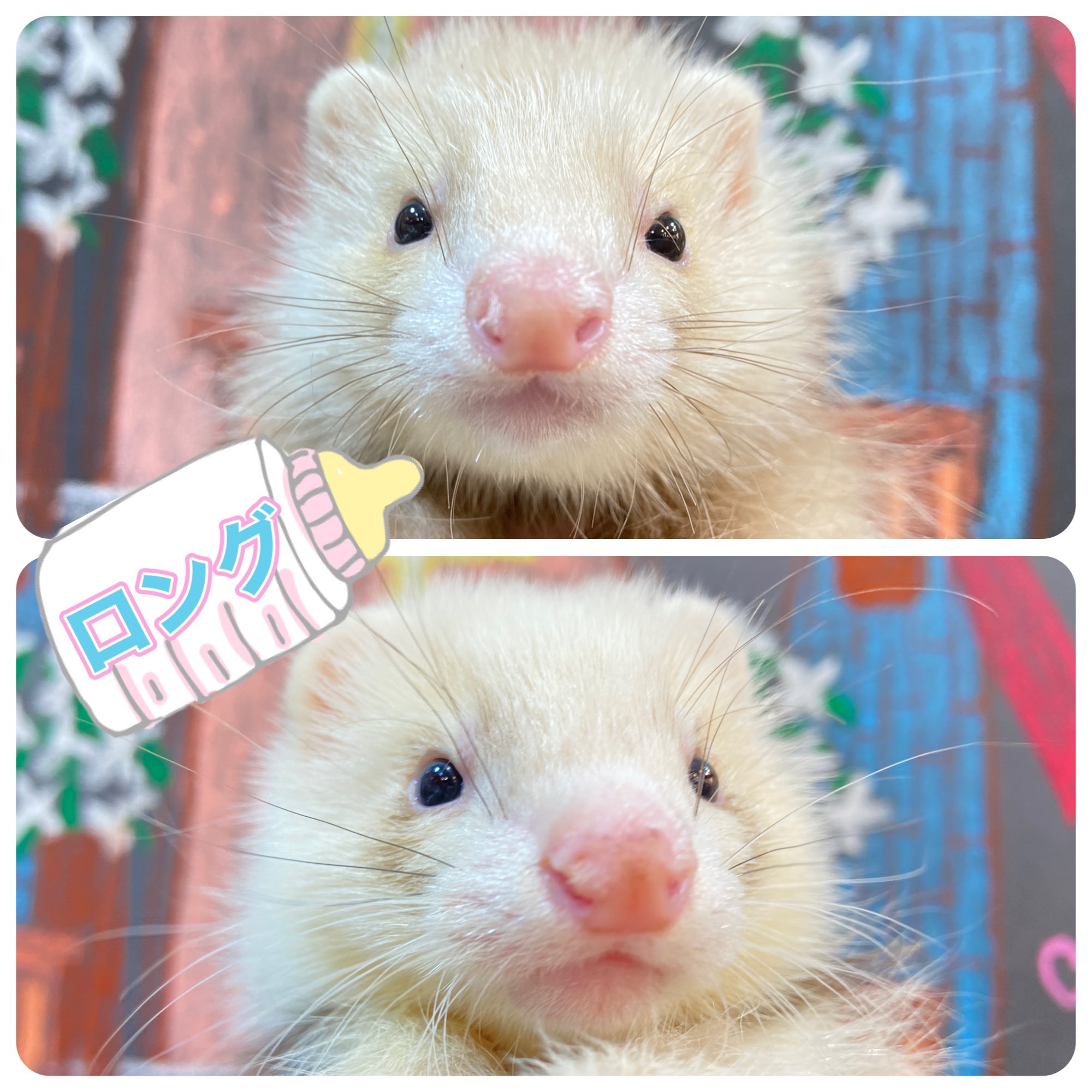 t*y様 ロングフェレット　白、グレー2体 t*y様 ロングフェレット 白、グレー2体 検索結果 | FERRET WORLD