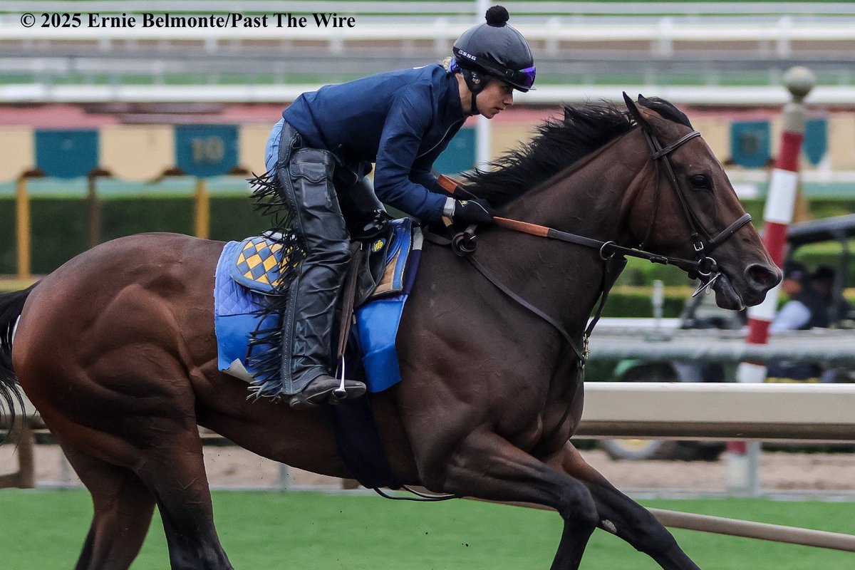 Richi galloping this morning.