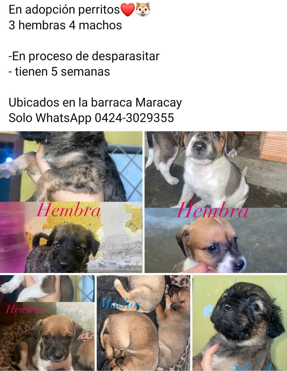 Buscando hogares responsables, Maracay