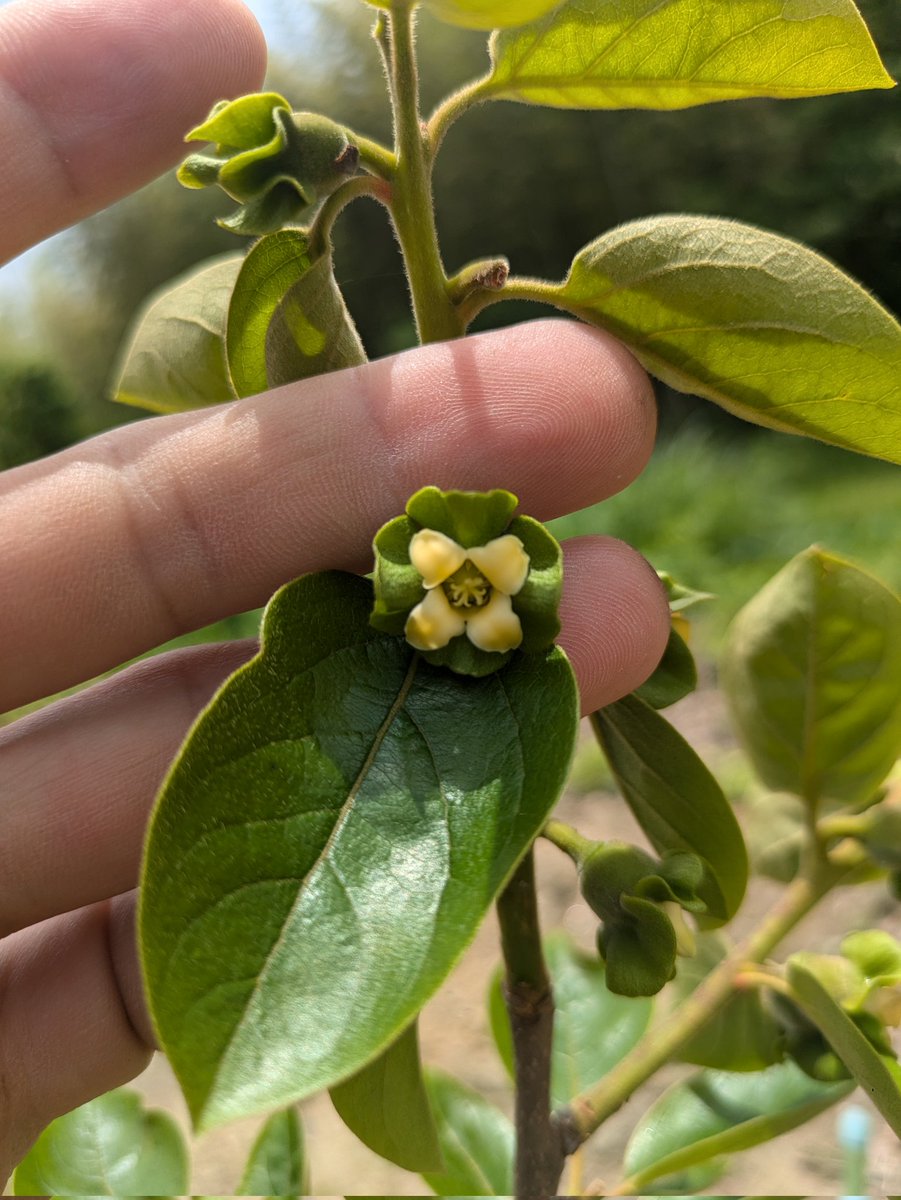 柿の花って初めてちゃんと見たかも！
カワイイやつだなｸﾞﾌﾌ