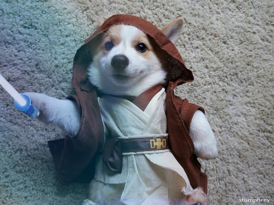 B2EMO is named after Tony Gilroy’s son’s dog, a corgi named Bemo.

“I wanted a droid that was a dog. I couldn’t adore him more."

(Source: laughingplace.com/disney-enterta…)