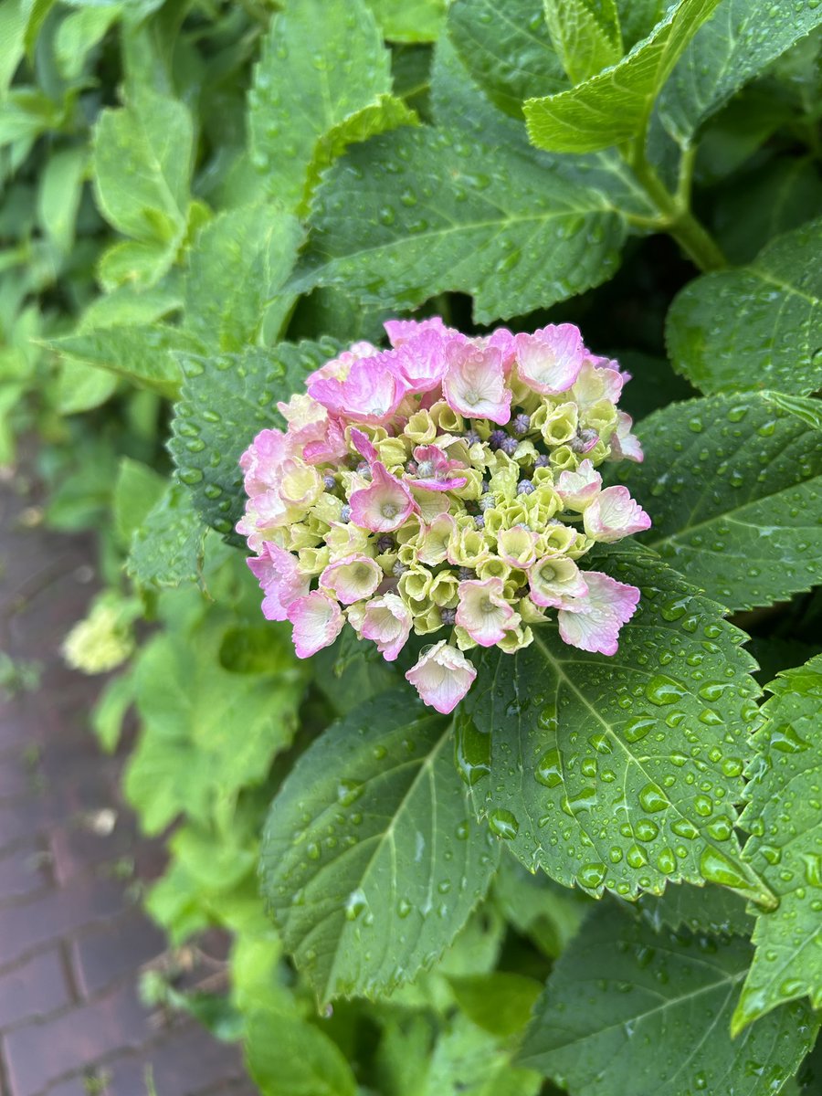 skwebc's tweet photo. 今日は雨です。紫陽花が咲き始めました☺️ https://t.co/rnuk6i2WR0
