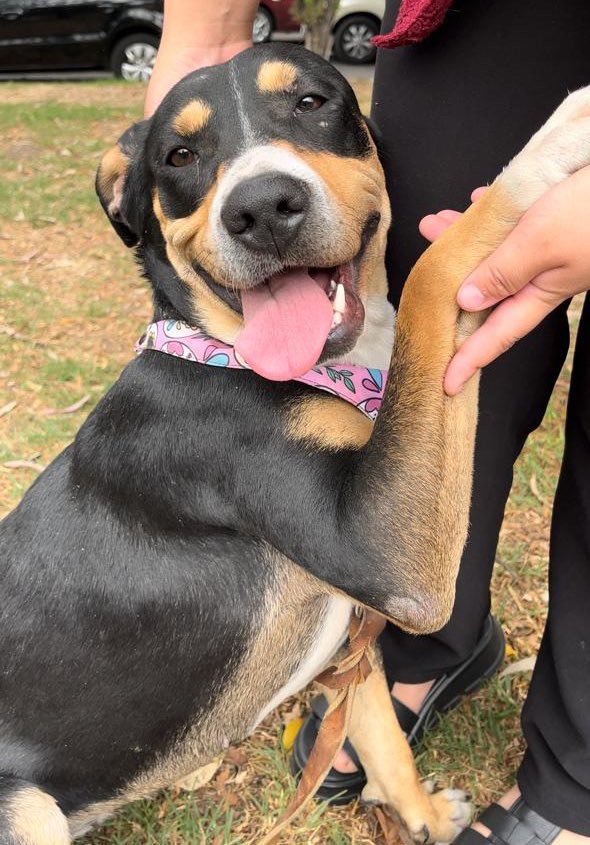 La hermosa Kiara es otra de nuestras rescatadas que tristemente se están quedando rezagadas,nadie se interesa en ella,nadie la quiere adoptar.

Kiara fue rescatada en 2023,ya se merece encontrar una familia.🥺
Estamos en CDMX.