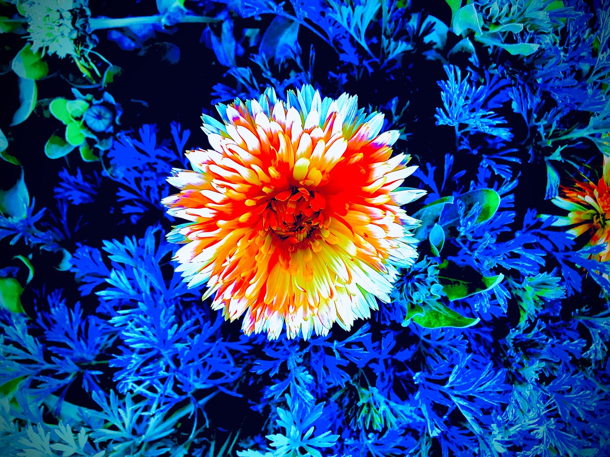 For you Pixie 👁♥️🧚‍♀️