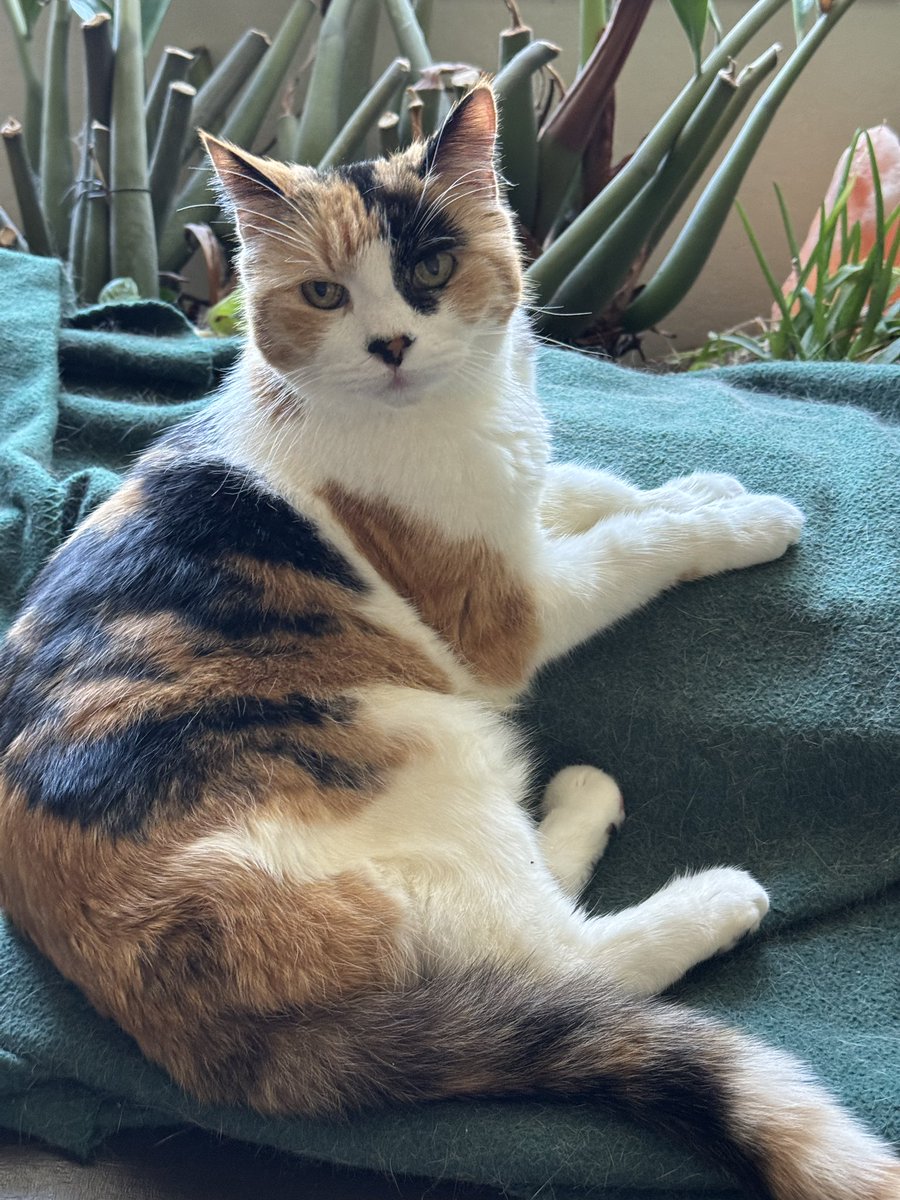 <a href="/LolaLegged/">Lola The 3-Legged Cat 🏳️‍🌈👸🇺🇦</a> Awww, Lola, I love this #ThrowbackThursday video. Wonderful to see you with your hams. Cali sends her purrs 😍😽💖