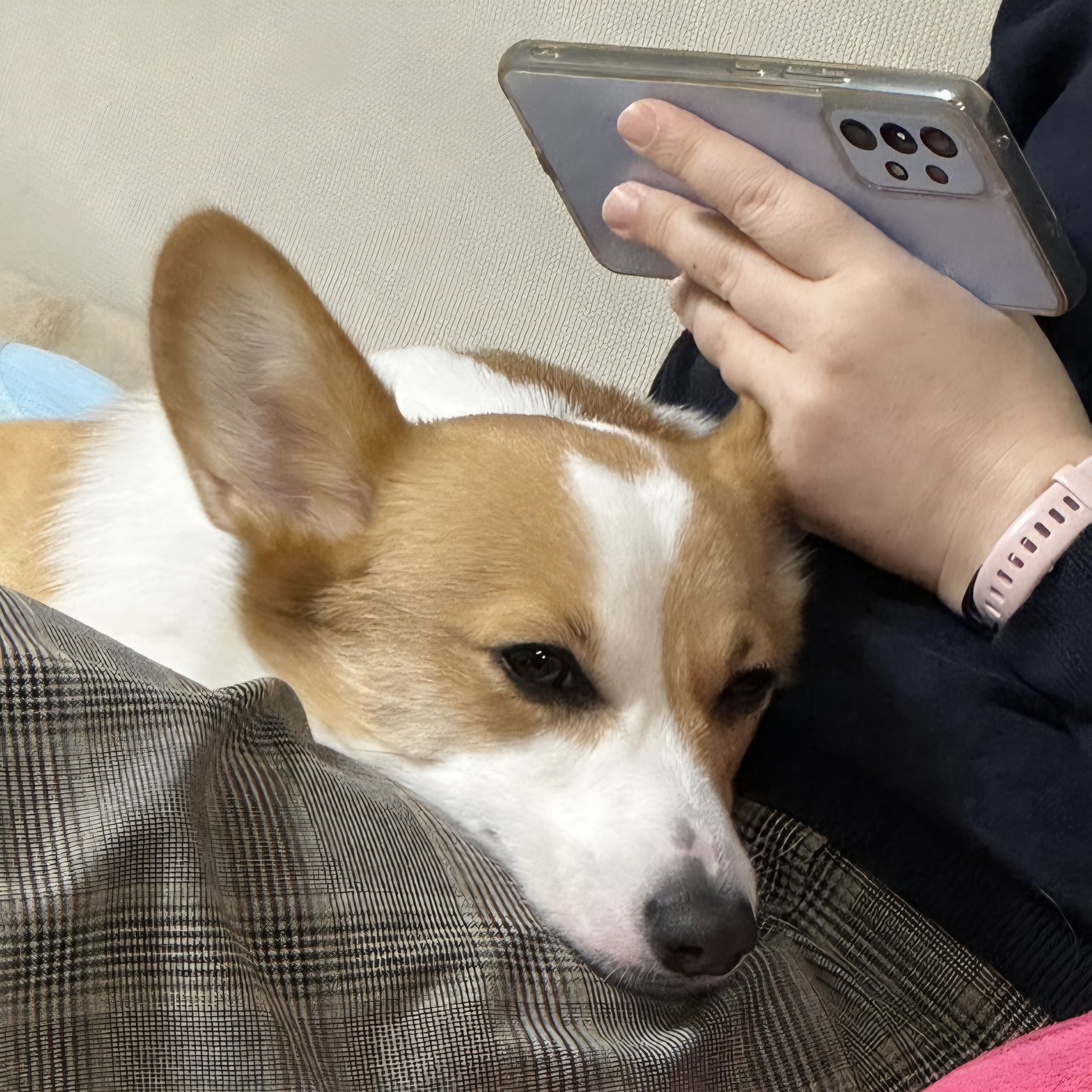 お買い物コーギー❣️ ☆ EIN ☆@甘えん坊コーギー☻ on X: 