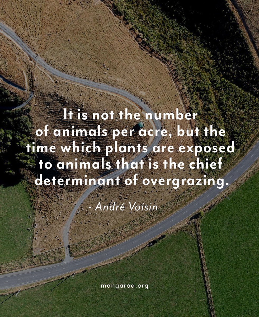 Overgrazing isn’t about having too many animals — it’s about not giving the land enough rest. That’s why we’re big fans of timed rotations. Move the mob, let the grass bounce back. 

🌱All about timing, trust, and respect for the whenua’s ability to recover.

#regenerativegrazing