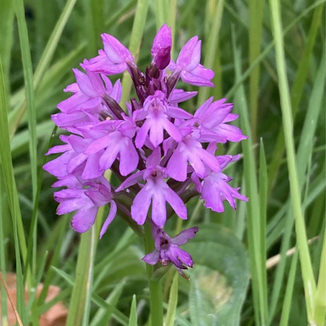 Find Lambeth Bee Roads full of wildflowers on roadsides &amp; roundabouts 🐝 

Thanks to all the volunteers who sowed seeds &amp; helped give butterflies, bumblebees, beetles, flies &amp; other pollinators nectar to drink 🦋

Find Lambeth Bee Roads near you: lambeth.gov.uk/parks-sports-l…