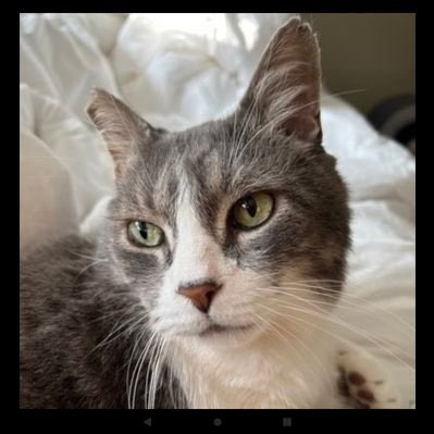 #NewProfilePic RIP Sweet Walter 💔