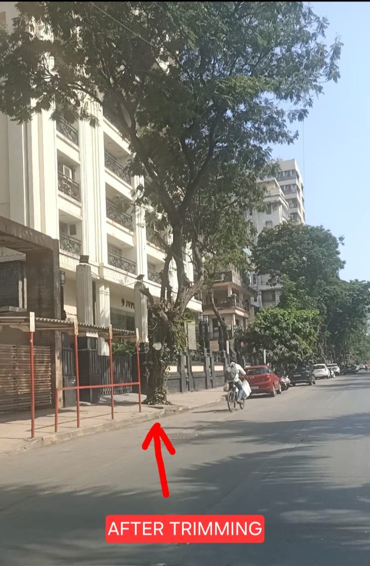 zoru75's tweet photo. Mumbai’s Road Side Trees

Before Trimming
And 
After Trimming

My BMC
Ensuring trees get top heavy
and fall

By design
not by accident

My BMC
Where nothing is an accident https://t.co/uL045cpf7T