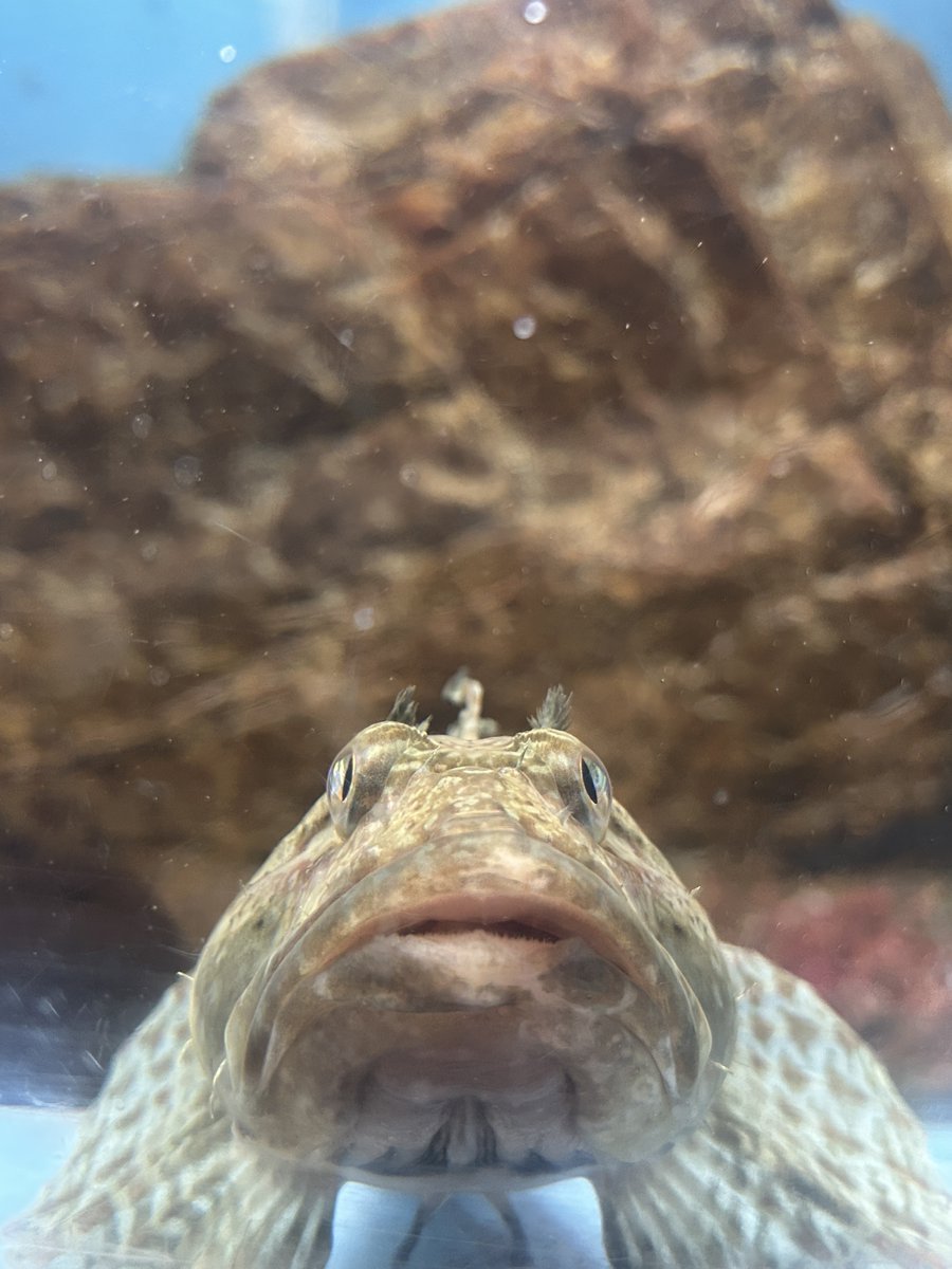 notoaqua_jp's tweet photo. 待ち受けにいかが？　

#のとじま水族館　
#ニジカジカ　
#待ち受け壁紙 https://t.co/wVBn8MEtjD