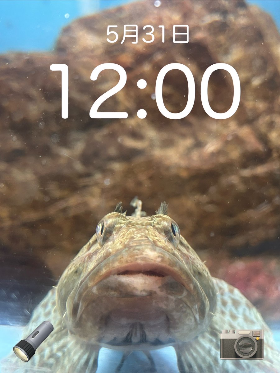 待ち受けにいかが？　

#のとじま水族館　
#ニジカジカ　
#待ち受け壁紙