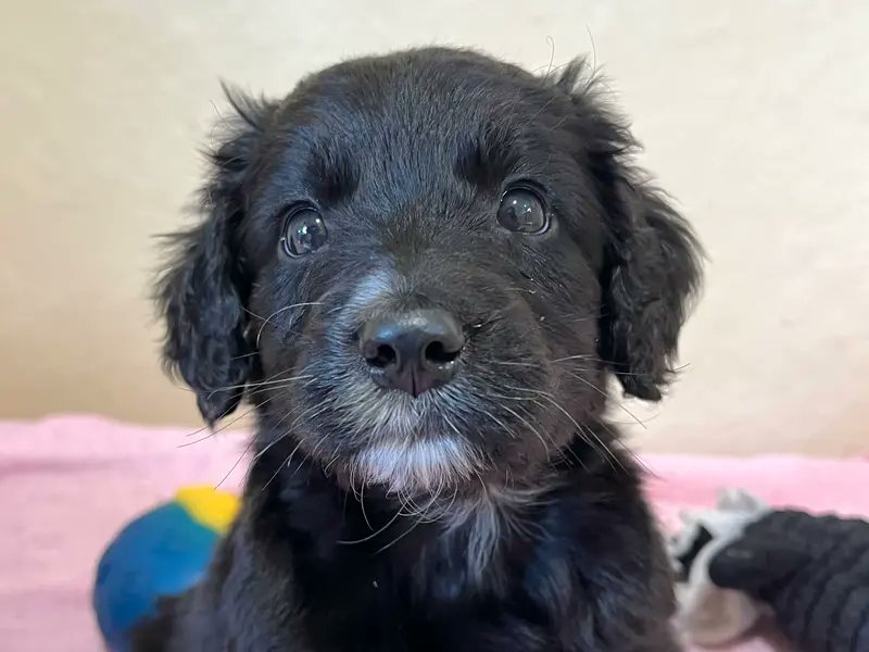 Send Vinny at <a href="/DT_Ballymena/">Dogs Trust Ballymena</a> a '💛' emoji in the comments if you think he's a cutie.

[Image description: A small black fluffy puppy with floppy ears and a white patch on his chin is sitting inside on a blanket with toys behind him.]