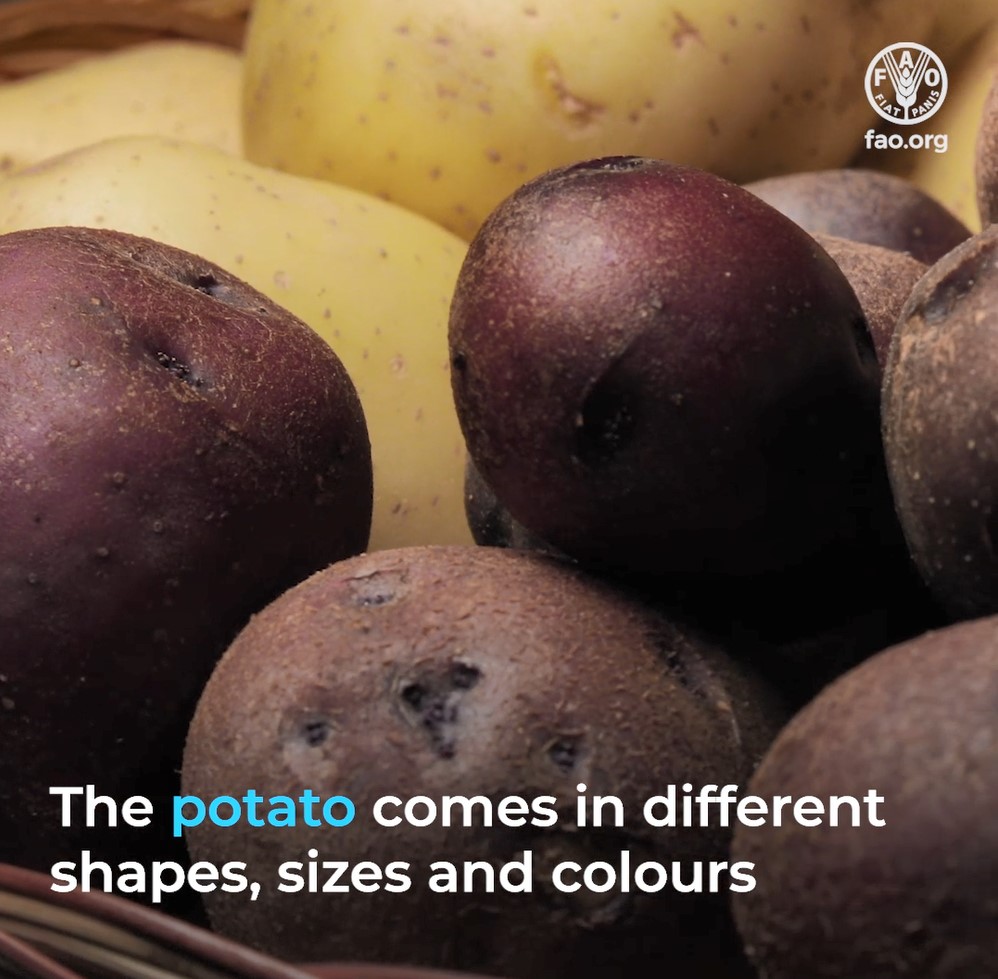 Potatoes are tradition, prosperity and nutrition.
Today we celebrate the power of this resilient staple crop in building a better future, and the farmers who have protected potato diversity over millennia.

#InternationalDayOfPotato #4Betters