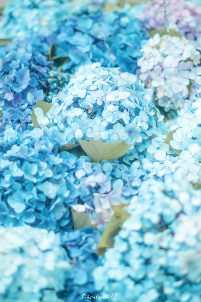 ひんやり冷たい紫陽花の山。