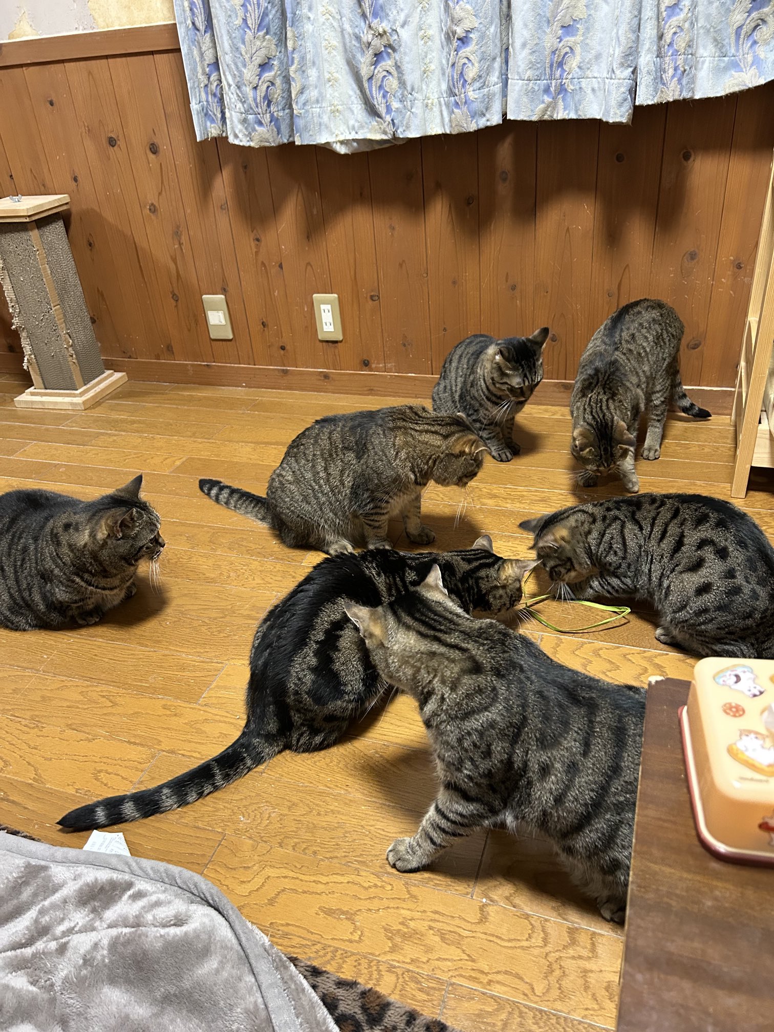 首輪 鈴付き カラー 猫用 犬用 ペット用品 ベルトタイプ 調節