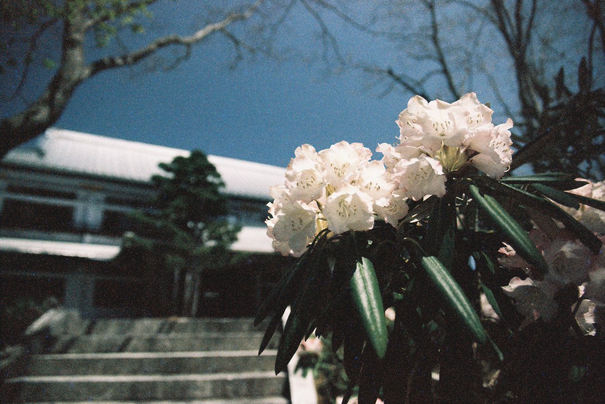 3104_mit's tweet image. しゃくなげ

温泉街の華

#filmphotography #film #lomo #lomochrome #color92 #minolta #a7 #チャンプカメラ #群馬 #草津
