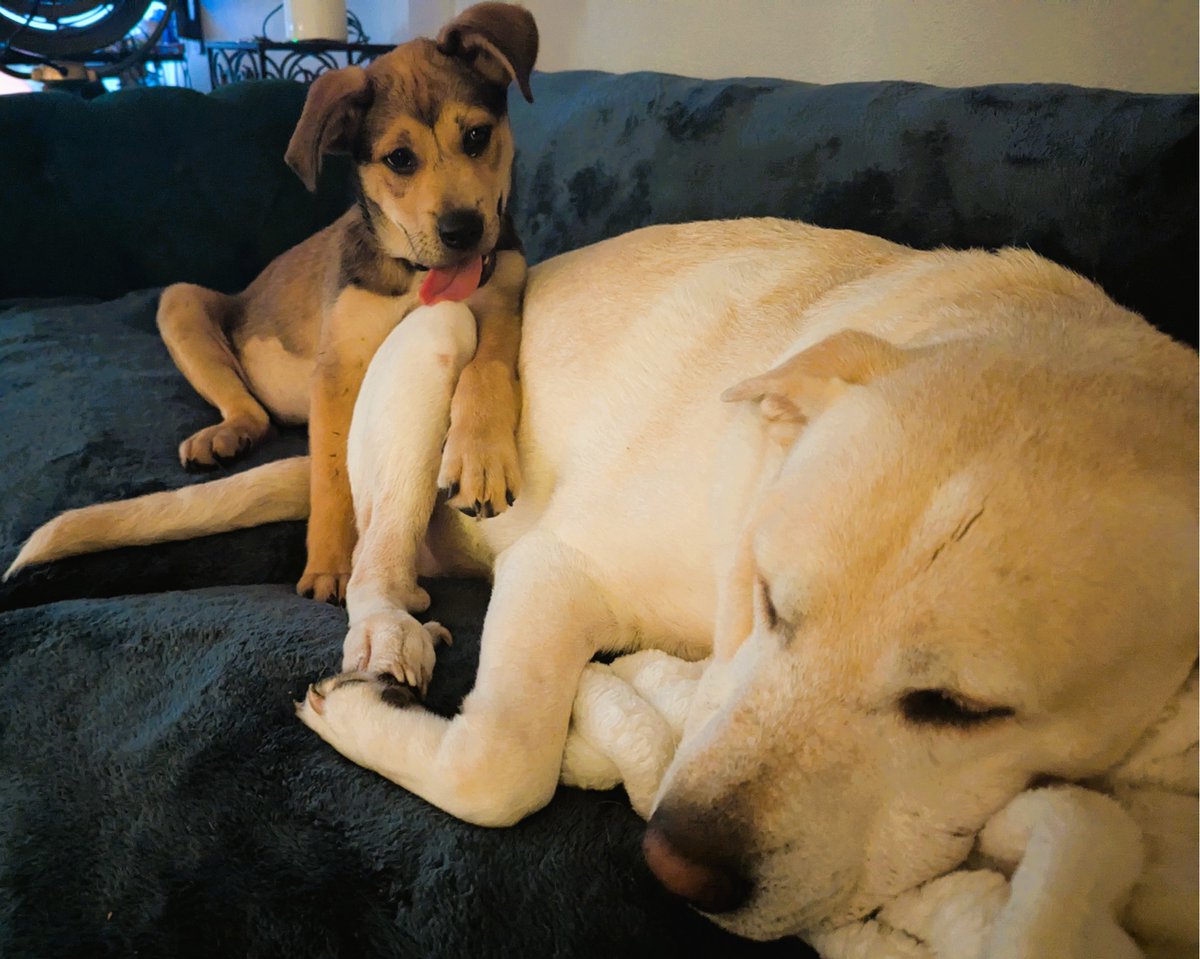 DogsRAngels1's tweet image. Lincoln's Log Day 14. I caught it snuggled up on me during nap time. Didn't even bite. Just flopped over &amp;amp; sighed. For a second, it was kind of nice. May have made a breakthrough. Maybe
Anyway, I’ve buried 3 of my favorite toys for safety. I hope I survive week 3. #DogsOnTwitter