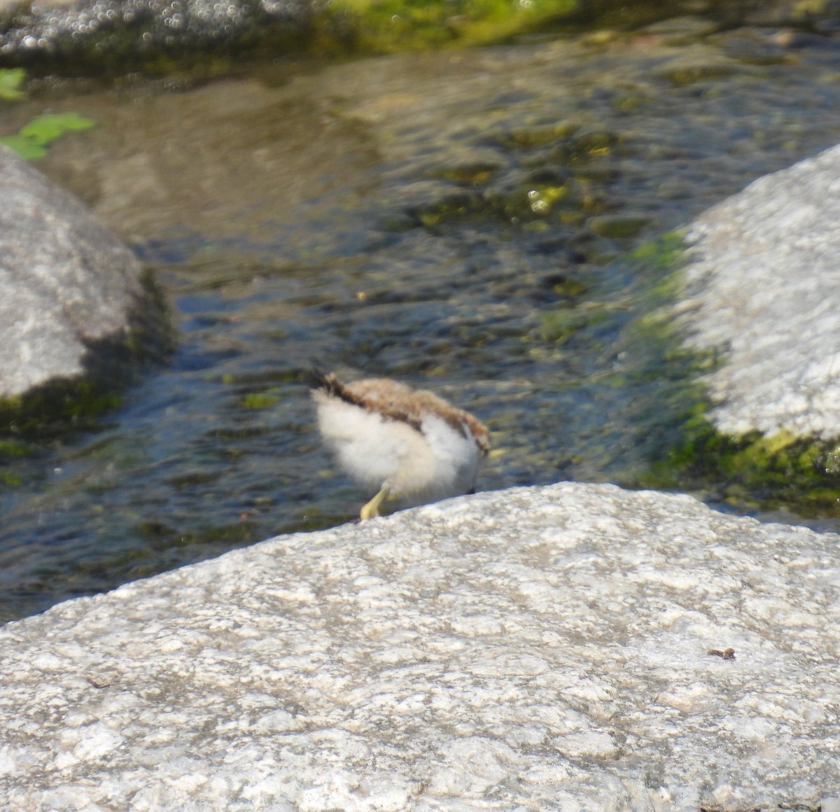 진짜 엄마 닮았죠?
#꼬마물떼새