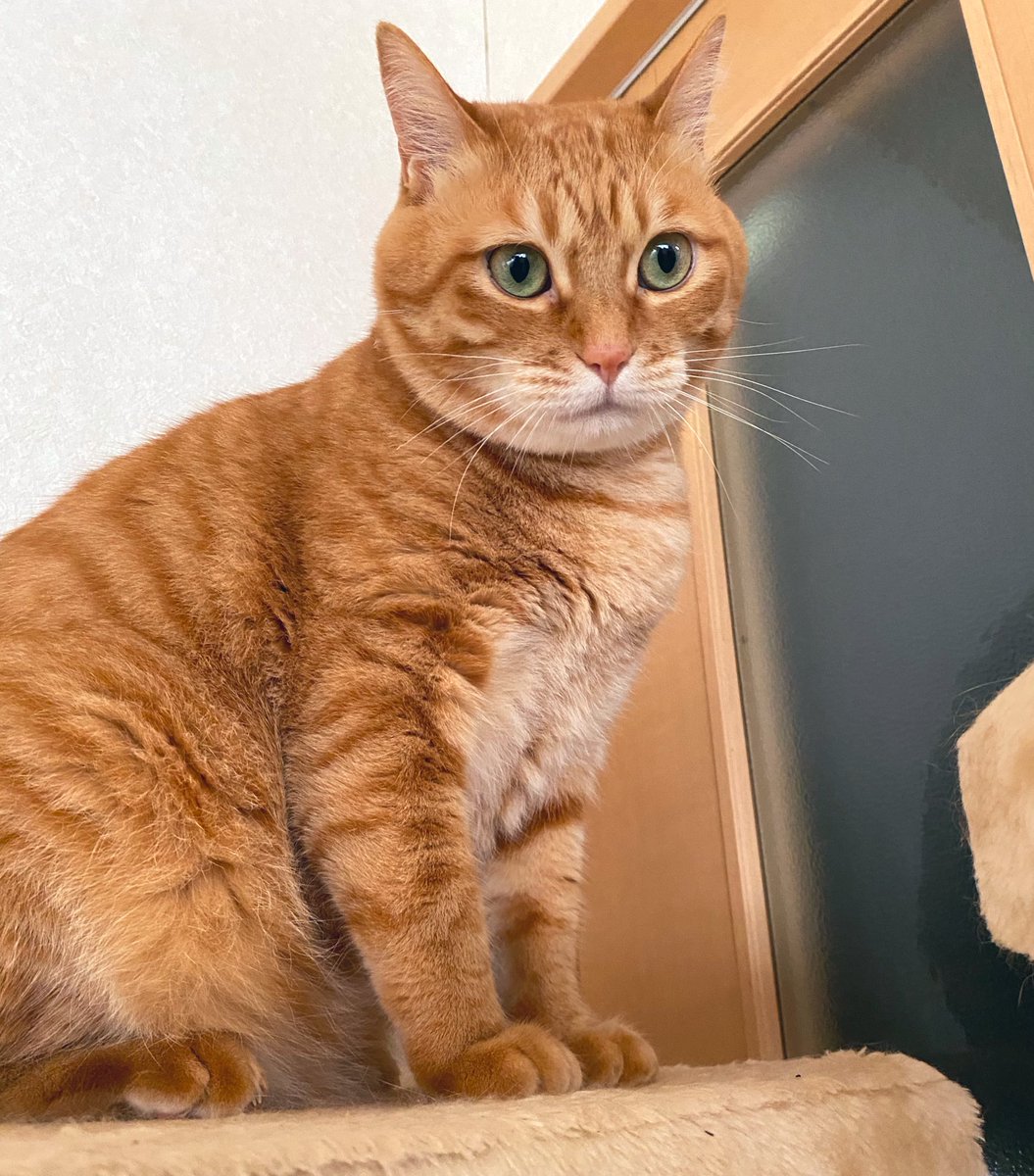 茶トラちゃん♡3匹♡ (@mememimi728) / Posts / X