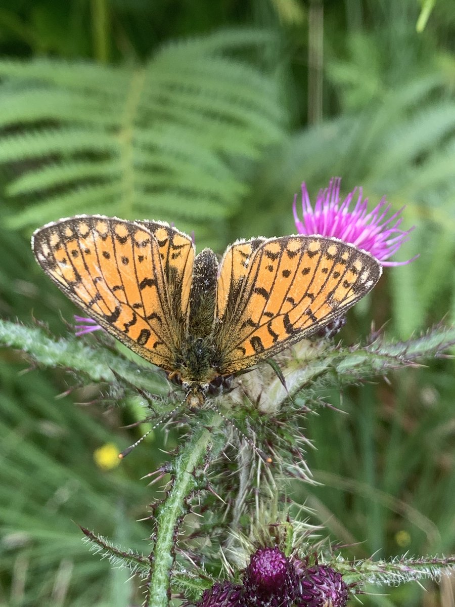 Couple of nice bugs the other day pre survey.