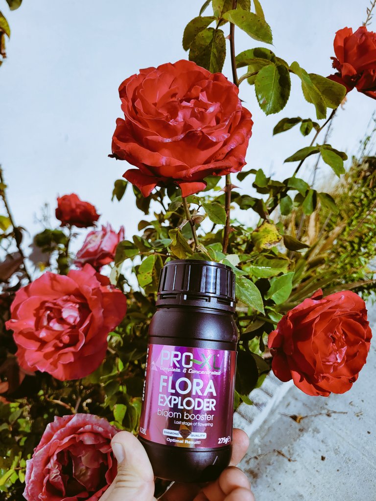 🌺 Flora Exploder 🌺
Flores más grandes, vistosas y fuertes.
▪️Acelera la floración favoreciendo el engorde de tus flores.
▪️Proporciona mayor resistencia a plagas y hongos en la fase final del cultivo.
Resultados garantizados!
#FloraExploder #ProXL
#HorticulturaProfesional