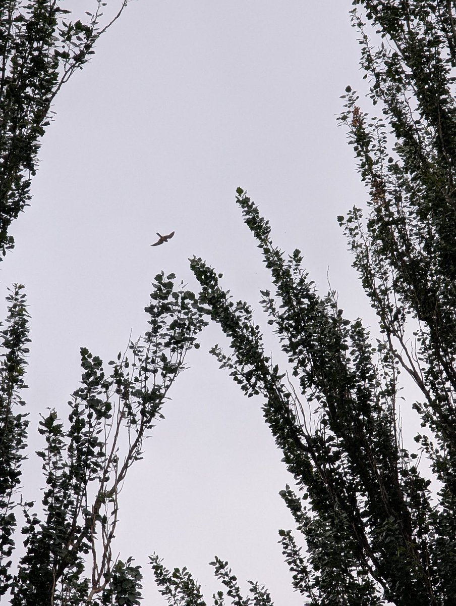 Kestrel floated by as I walked down the Newham Greenway this morning, a rare treat here. Also several swifts over #londonbirds