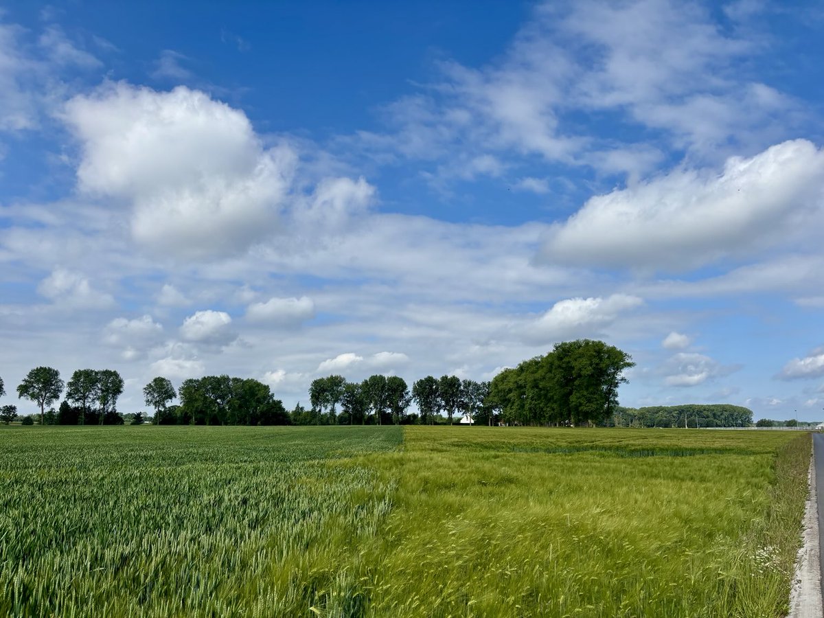 EddyMisman's tweet photo. #vrtweer @BuienradarBE @HetweerinBelgie Beernem 10u50 #lazyrun🏃♂️ https://t.co/cXJ4XUaPhn