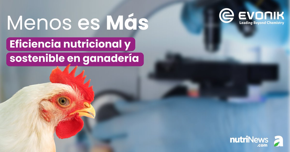 En este nuevo artículo, <a href="/Evonik/">Evonik</a>  destaca cómo la estrategia “Menos es más” en nutrición animal promueve una #ganadería eficiente y sostenible. 
➡️ Se proponen dietas con menor contenido de proteína bruta, complementadas con aminoácidos y aditivos como #GuanAMINO® y #Ecobiol® para