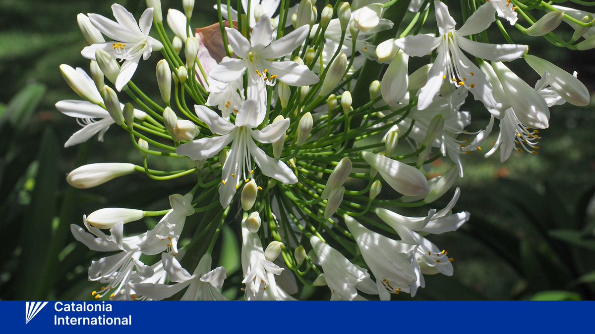 🇮🇹 Buona #FestaDellaRepubblica a tutti gli amici italiani, in Catalogna, in Italia e nel mondo!

🌼Il giglio della Madonna o giglio candido (Lilium candidum) è un fiore associato all'Italia.

#2giugno #2giugno2025