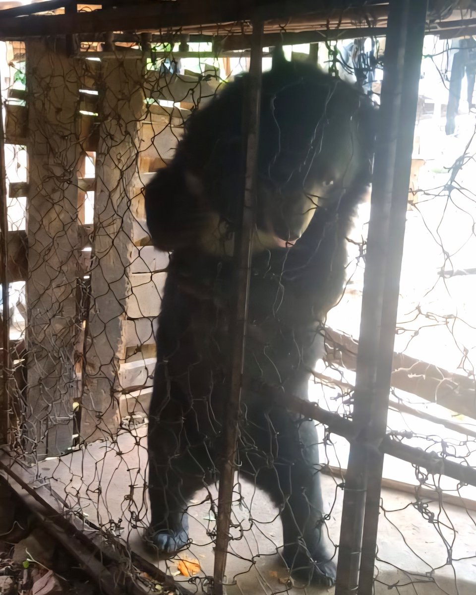 BREAKING NEWS, LAOS: We've received evidence of a male moon bear kept for years in a tiny cage in northern Laos. He urgently needs our help. Please help us rescue him. Your donation will help with his rescue &amp; rehabilitation, thank you for your support: freethebears.org/pages/moon-bea…