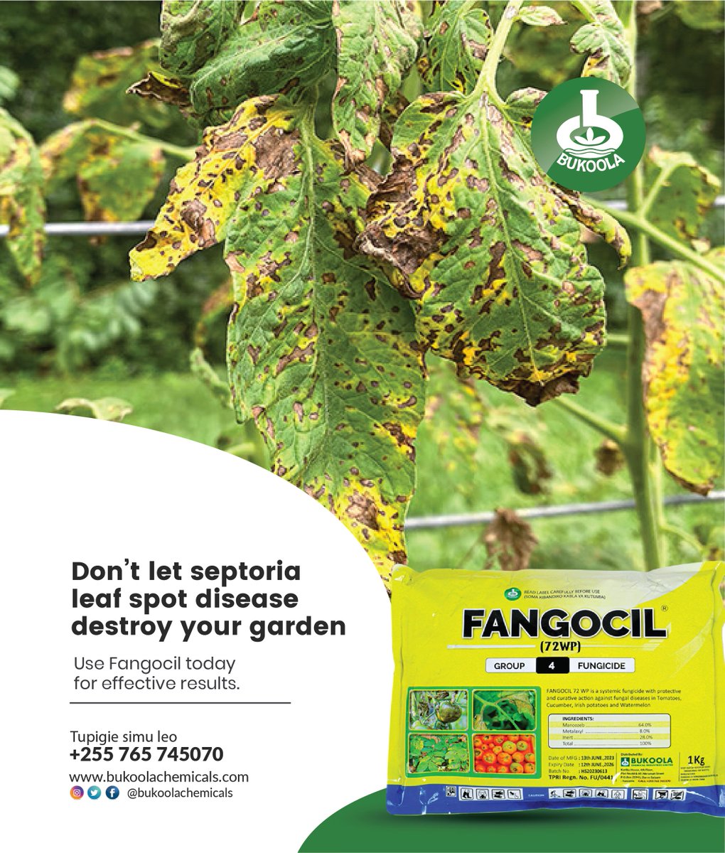 BukoolaTanzania's tweet image. Matangazo ya hudhurungi kwenye majani yako? Inaweza kuwa Septoria Leaf Spot!
Pambana na Fangocil na urejeshe utukufu wa bustani yako.
#bukoolachemicalstz #GardenProtection #Fangocil