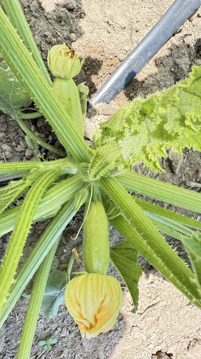 Bandırmaspor yine seneye o sene bu sene mottosu ile başlayacak. 

Biz kabak işlerine dalalım.