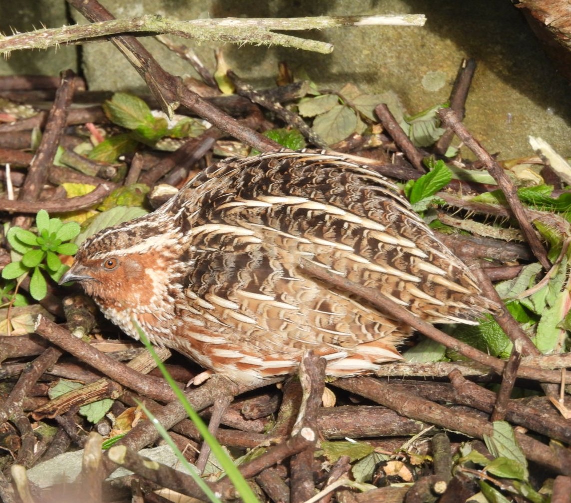 Stunning views of Quail sat in the sun in the Rosa bushes <a href="/SumburghHead/">SumburghHead</a> this morning