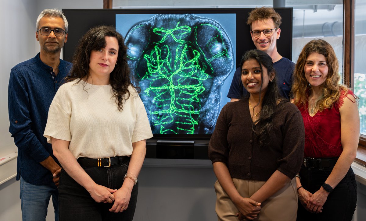 APC Microbiome Ireland (@pharmabiotic) on Twitter photo Congratulations to APC's <a href="/JatinNagpal87/">Jatin Nagpal</a>, <a href="/isen_gard/">María R. Aburto</a> , <a href="/koushi271199/">koushika chandrasekaran</a>, <a href="/cer_a/">Alexandre Cergneux</a> & <a href="/DrMoralesGarcia/">Lorena Morales García</a> - <a href="/INSPIREMSCA/">INSPIRE</a> who have won the Joint <a href="/UCC/">UCC Ireland</a> Research Image of the Year for ‘Brain Pipelines’ which captures the intricate vasculature of the brain of a 3 day old #zebrafish embryo Congratulations to APC's <a href="/JatinNagpal87/">Jatin Nagpal</a>, <a href="/isen_gard/">María R. Aburto</a> , <a href="/koushi271199/">koushika chandrasekaran</a>, <a href="/cer_a/">Alexandre Cergneux</a> & <a href="/DrMoralesGarcia/">Lorena Morales García</a> - <a href="/INSPIREMSCA/">INSPIRE</a> who have won the Joint <a href="/UCC/">UCC Ireland</a> Research Image of the Year for ‘Brain Pipelines’ which captures the intricate vasculature of the brain of a 3 day old #zebrafish embryo