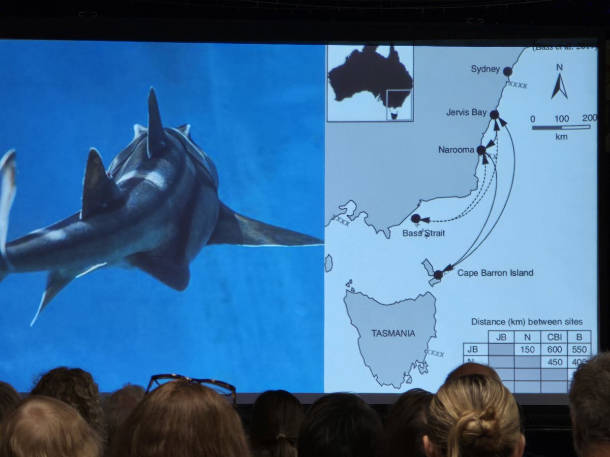 ianfmusgrave's tweet photo. Port Jackson sharks on the east coast travel huge distances, where in south Australia they hang around Christies beach and the Port River #scienceinthepub https://t.co/PGrpAOhpZD